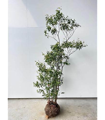Amazon | Only One Club ホワイト ハイノキ 常緑樹 小人工植物 | 植木